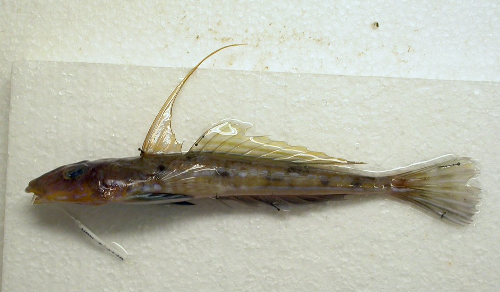 Callionymus lyra Linnaeus, 1758